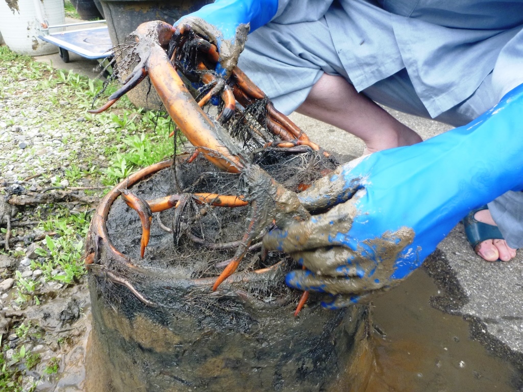 ハスの株分けと植え替え 立正寺
